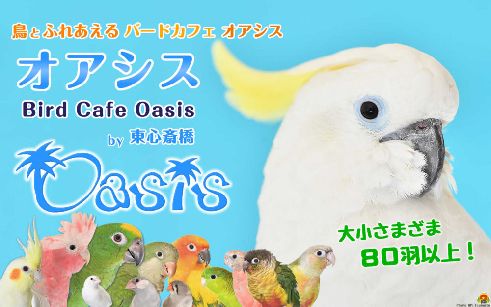 鳥とふれあえる バードカフェオアシス BirdCafeOasis by東心斎橋